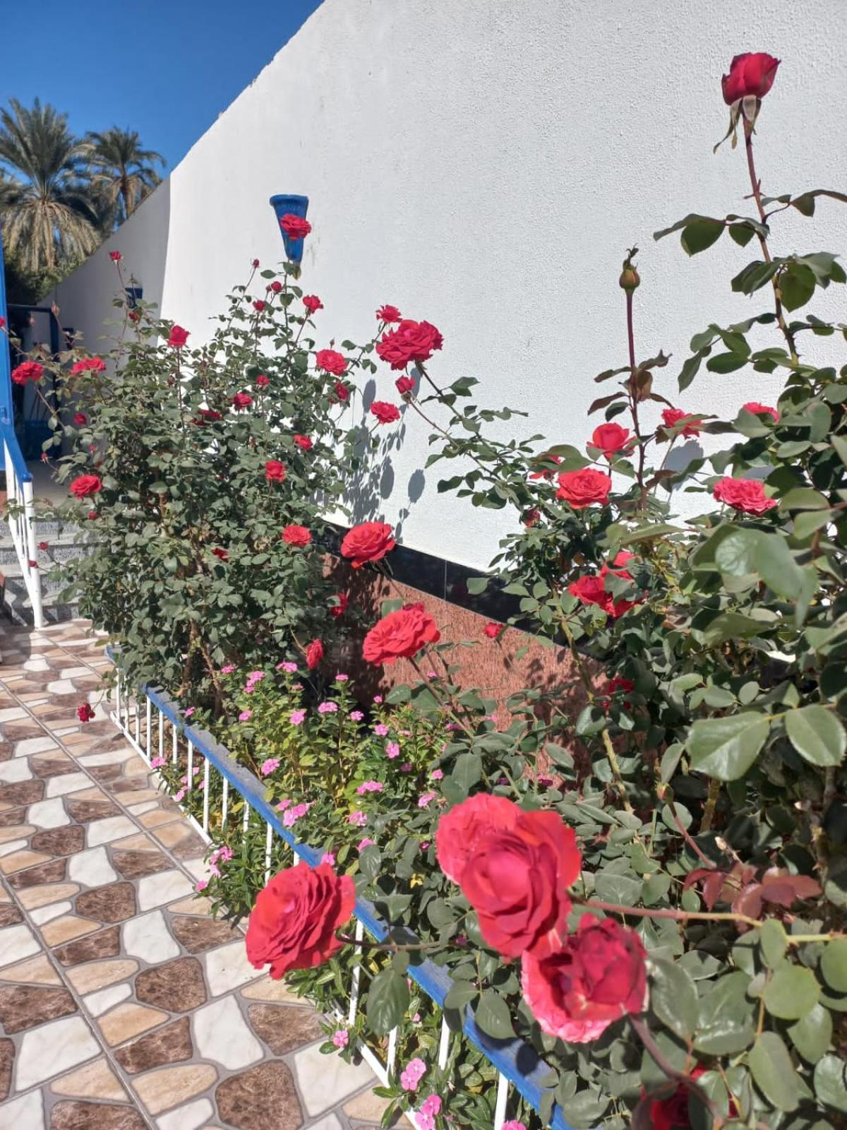 Villa Kaslan Apartments Luxor Exteriör bild